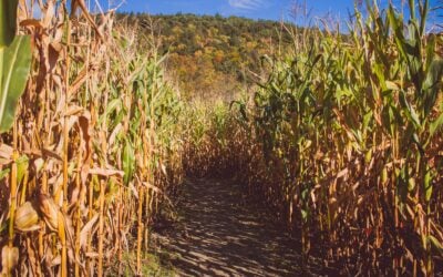 Fall Event Premises Liability