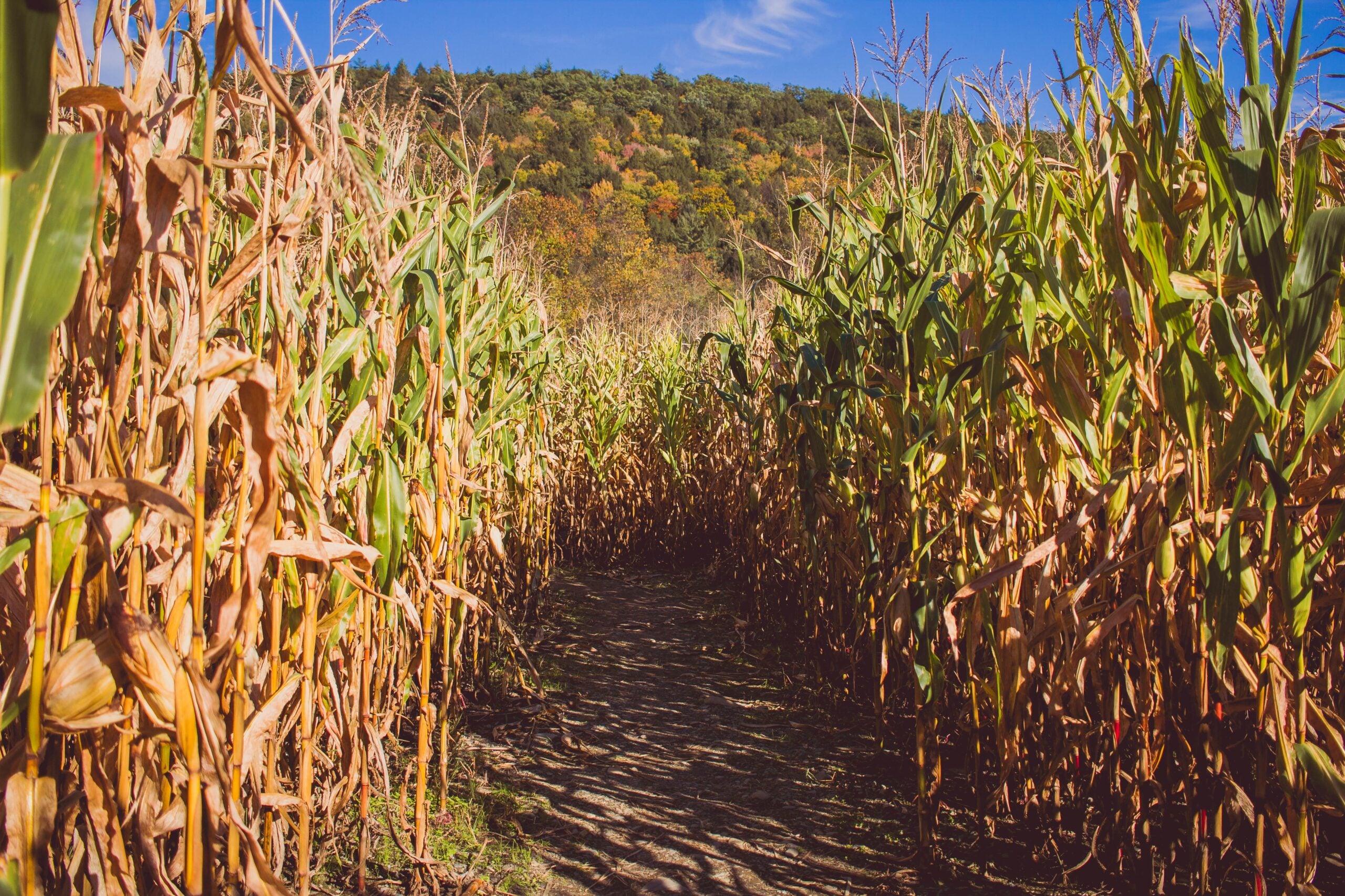 A dirt path running through a corn maze between tall stalks of green and golden corn, with a wooded hill of fall foliage and a bright blue sky in the background.